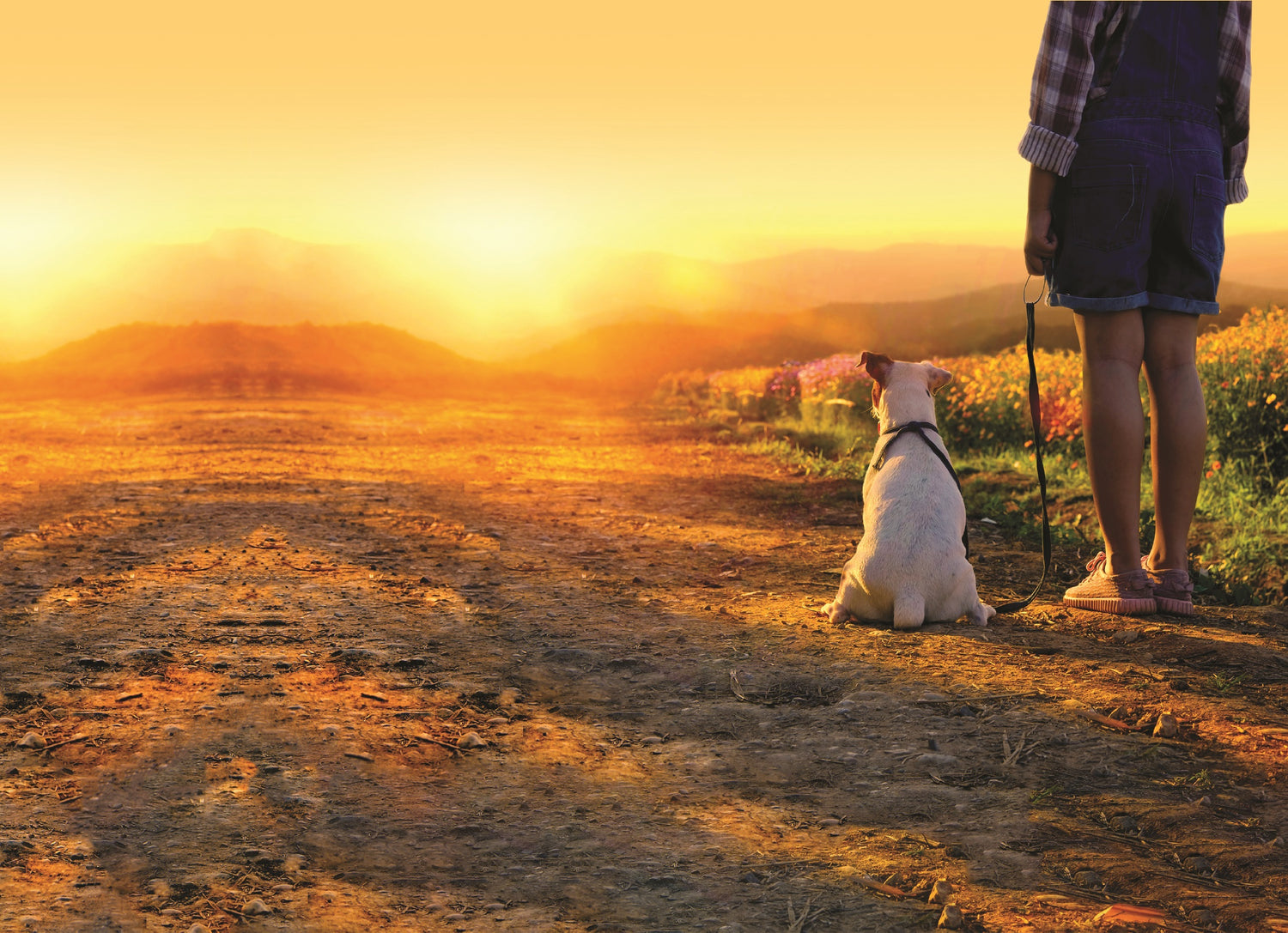Dog on leash, overlooking a sunset.